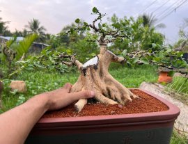 Nguyệt quế cây tương lai….