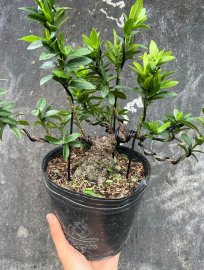 Cây trang vàng….