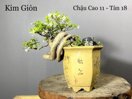MCT Kim Giòn
