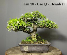 Cây Mai Chiếu Thuỷ Lá Trung 