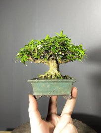 CÂY KIM GIÒN MINI 