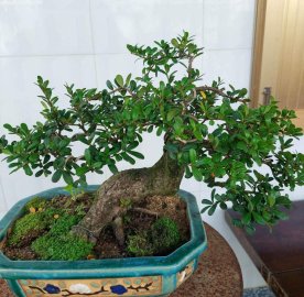 Gl ae cây Hải châu lá nhỏ sông cầu
