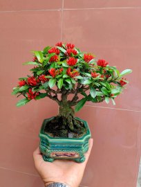 Cây Trang Sen Bonsai mini đã sã đất thuần chậu yên tâm chơi ạ