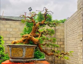 Vạn huê lầu cốt già đẹp ạ❤️