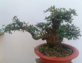 Cây cẩm thị rừng... Gl ae...