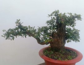 Cây cẩm thị rừng... Gl ae...