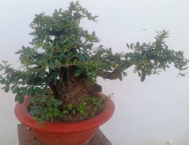 Cây cẩm thị rừng... Gl ae...