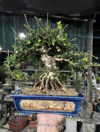 Cây sam núi trái cao 20cm