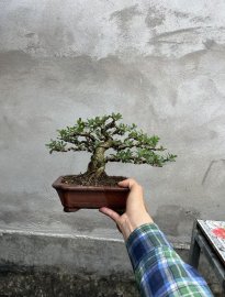 Cây linh sam giá mềm