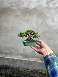 Cây mai chiếu thủy siêu mini