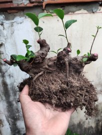 Phôi si búp hồng hàng mini siu nét ae nhanh tay