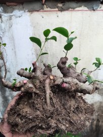 Phôi si búp hồng hàng mini siu nét ae nhanh tay