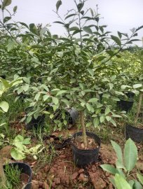 Chanh tứ quý siêu quả bông chùm số lượng gần nghìn cây ạ