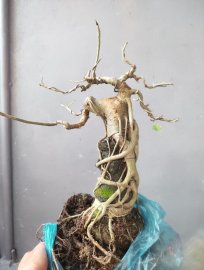 Cây bồ đề ôm đá cực điệu nghệ duyên dáng