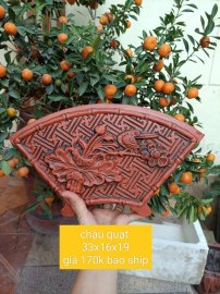 Chậu quạt trồng cây bonsai