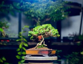 Sam Hương Ôm Đá Trên Chậu DuyAnh Ceramics