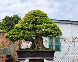 Tác phẩm tình si