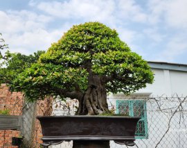 Tác phẩm tình si