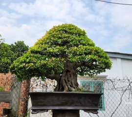 Tác phẩm tình si