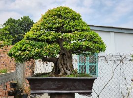 Tác phẩm tình si