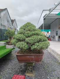 Hải sơn tùng, cây đẹp vườn nhà