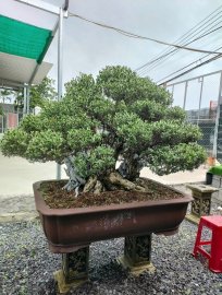 Hải sơn tùng, cây đẹp vườn nhà