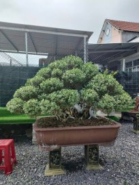 Hải sơn tùng, cây đẹp vườn nhà