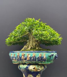 Cây nguyệt quế Bonsai lùn lực