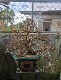 Bộ sưu tập khoe xương tổng hợp