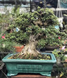 Cây đỗ quyên bonsai