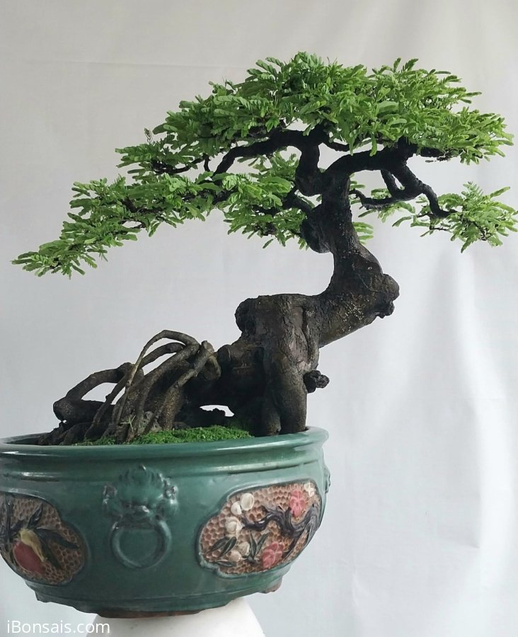 Cây me chua Bình Định
