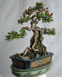 Si búp đỏ Bình Định