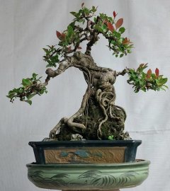 Si búp đỏ Bình Định