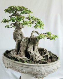 Bồ đề Bình Định