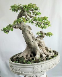 Bồ đề Bình Định