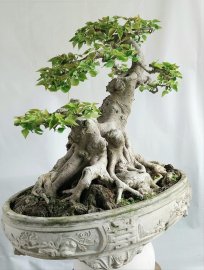 Bồ đề Bình Định