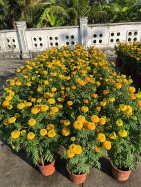 Nắng chiếu lung linh muôn hoa vàng!
