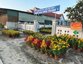 Nắng chiếu lung linh muôn hoa vàng!