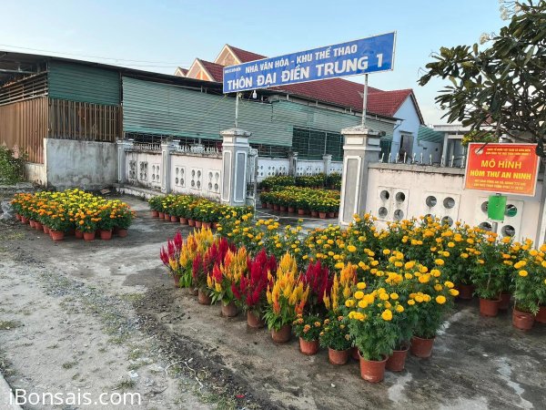 Nắng chiếu lung linh muôn hoa vàng!