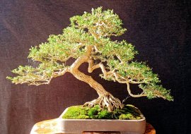 Ace nhanh tay đến trung tâm thương mại kiến đức