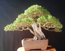 Ace nhanh tay đến trung tâm thương mại kiến đức