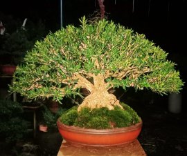 Ace nhanh tay đến trung tâm thương mại kiến đức