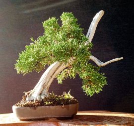 Ace nhanh tay đến trung tâm thương mại kiến đức