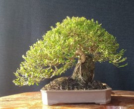 Ace nhanh tay đến trung tâm thương mại kiến đức