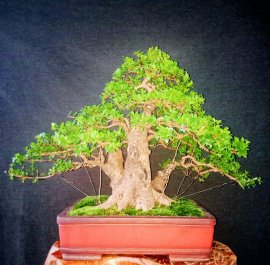 Ace nhanh tay đến trung tâm thương mại kiến đức