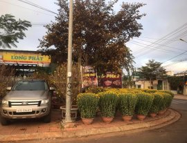 Hoa tết khu vực Buôn Ma Thuột