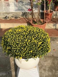 130k có ngay chậu cúc mâm xôi chơi Tết