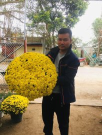 130k có ngay chậu cúc mâm xôi chơi Tết