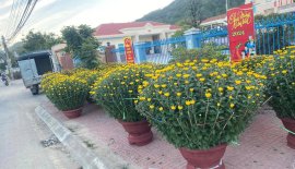 Em có bán bông Cúc trang trí Tết đầy đủ các kích cỡ