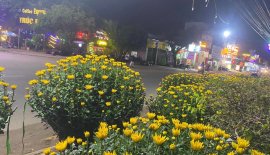 Em có bán bông Cúc trang trí Tết đầy đủ các kích cỡ